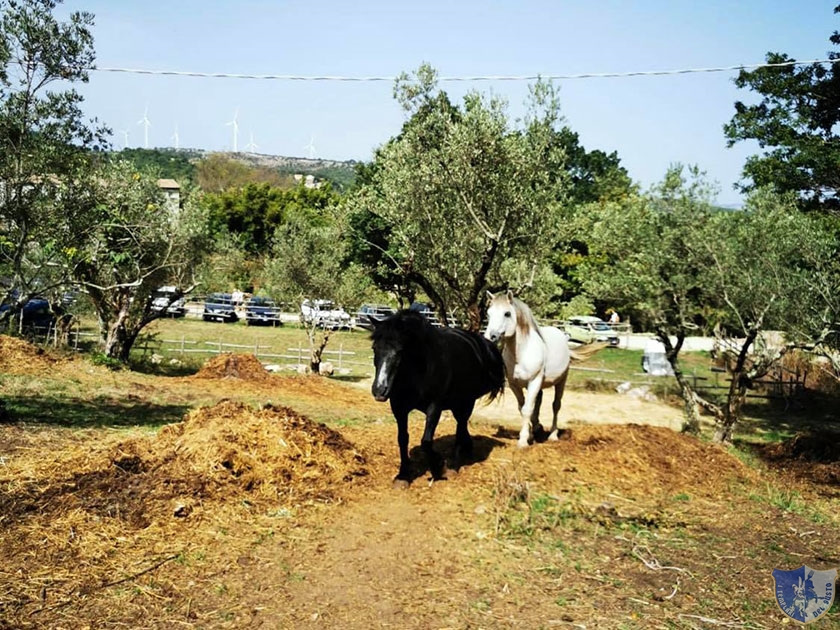 Cavalli nella natura