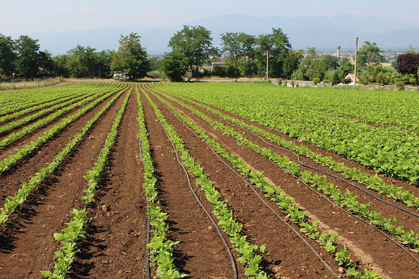 Le piantine di fagiolo cera ad Alife